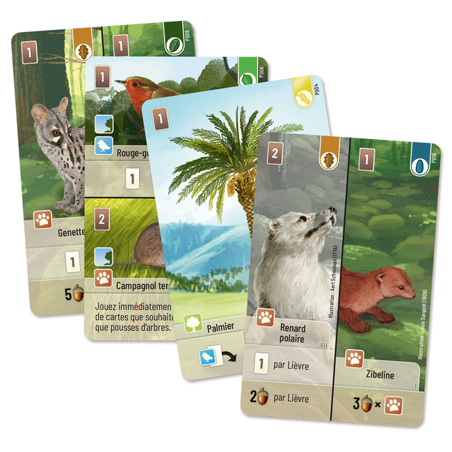 Forêt Mixte : Exploration [french]