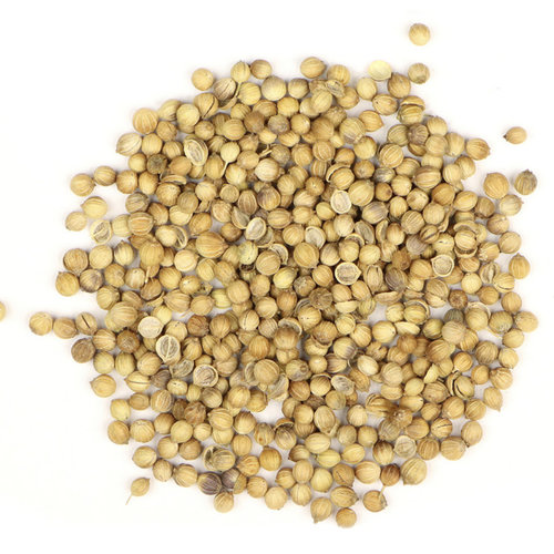Coriander