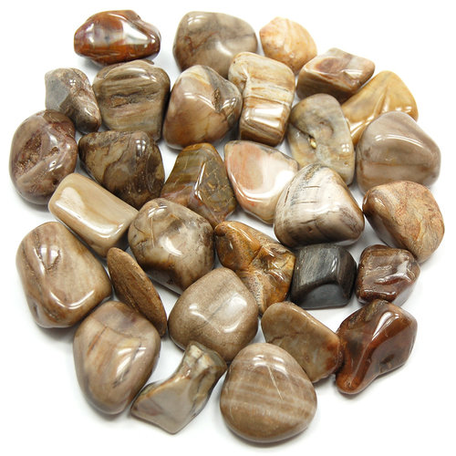 Petrified Wood Tumbled Stones