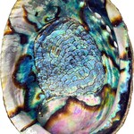Abalone Shell