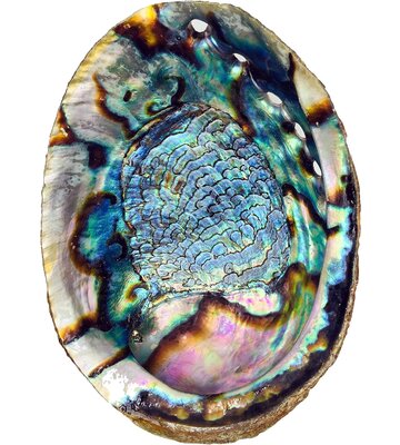 Abalone Shell