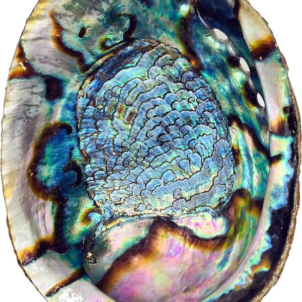 Abalone Shell
