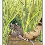 Cat's Eye Tarot