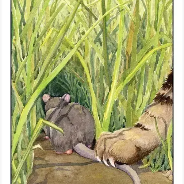 Cat's Eye Tarot