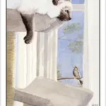 Cat's Eye Tarot