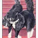 Cat's Eye Tarot