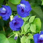 Butterfly Pea Powder 1/2oz