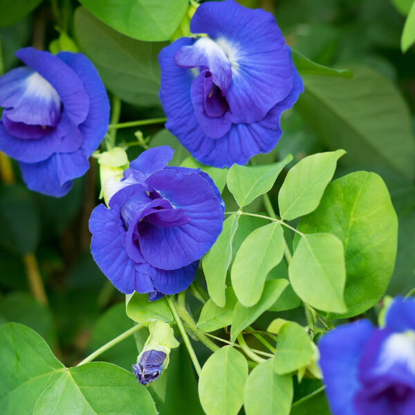Butterfly Pea Powder 1/2oz