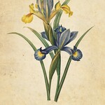 Botanical Inspirations Deck & Book Set