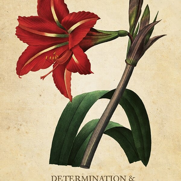 Botanical Inspirations Deck & Book Set