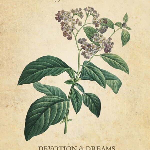 Botanical Inspirations Deck & Book Set