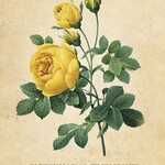Botanical Inspirations Deck & Book Set