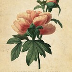 Botanical Inspirations Deck & Book Set