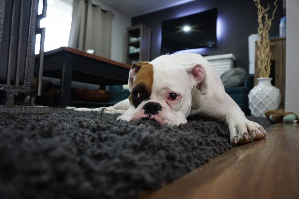 How to Help Your Dog Avoid Dry, Itchy Skin in the Winter