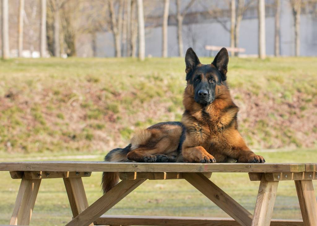 How to be a Good Neighbor When you Have a Dog