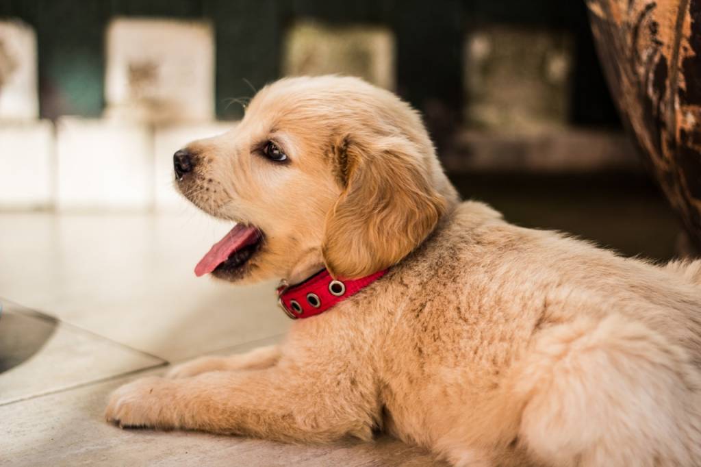 What You Need to Know About Becoming a First-Time Pet Owner