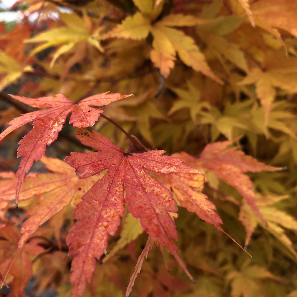 Turning November