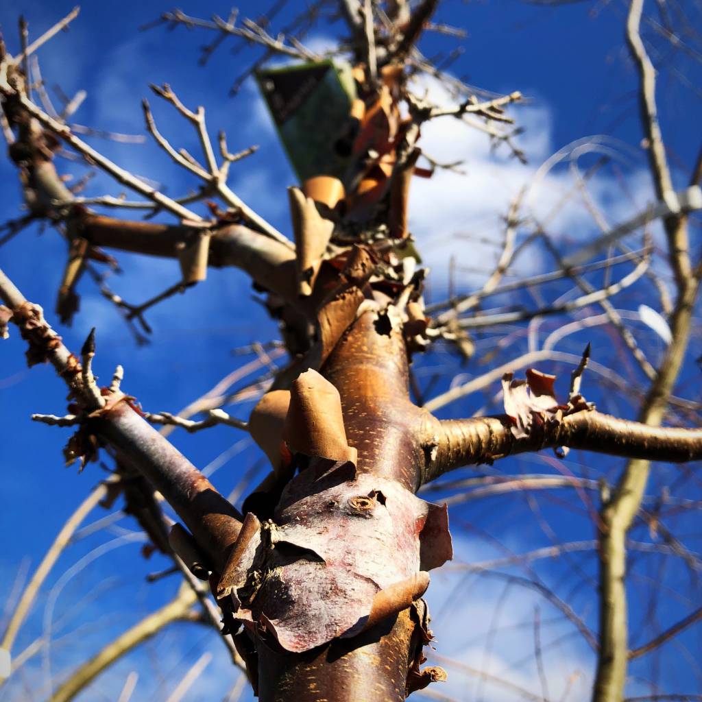 Root Nashville