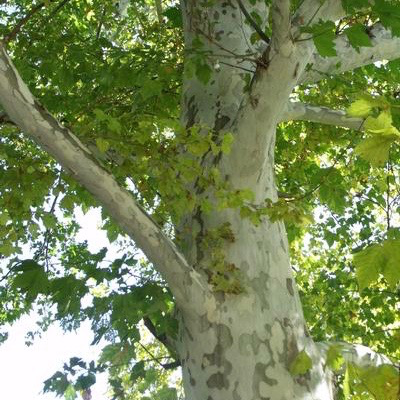 15 Plat X Acerifolia Rockford Road London Planetree Bates 15 Plat X Acerifolia Rockford Road