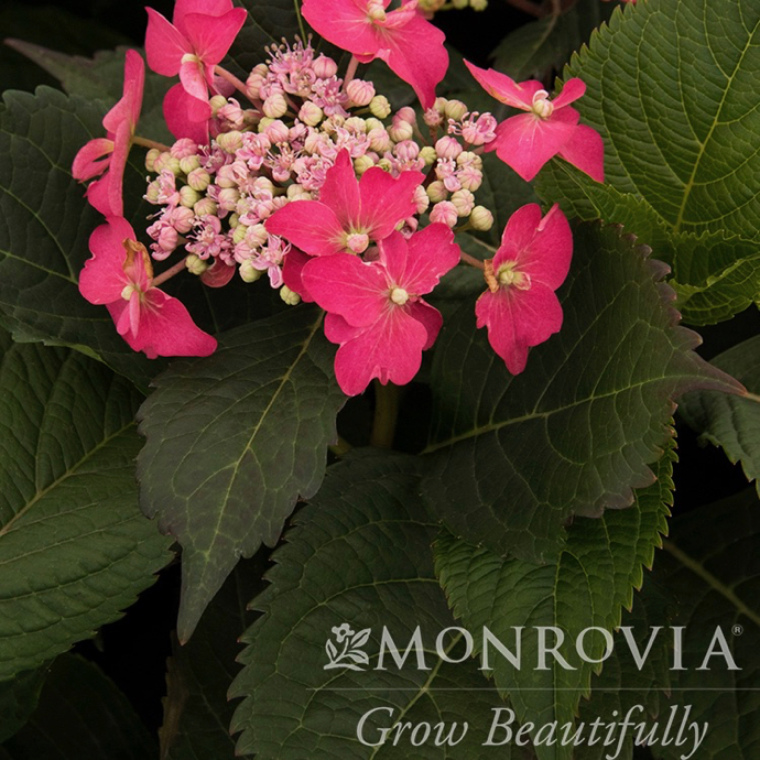 #2 Hydrangea ser Seaside Serenade Cape May/Mountain ...