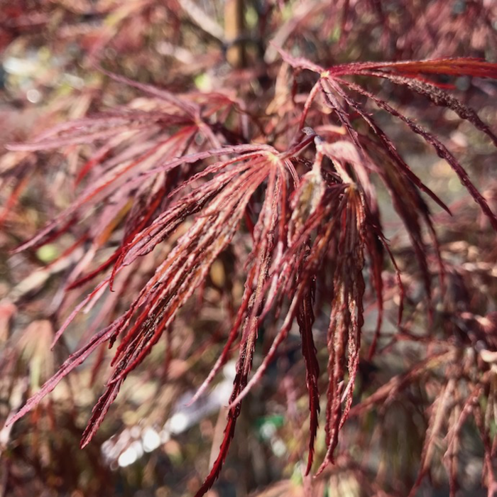 Laceleaf Japanese Maple Trees (Acer pal. var. dissectum) | Bates