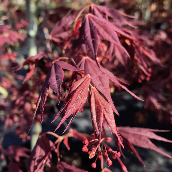 Broadleaf Japanese Maple (Acer palmatum) Trees | Bates Nursery and