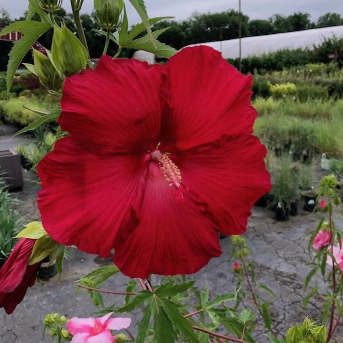 Miscellaneous Sun Perennials - Bates Nursery & Garden Center