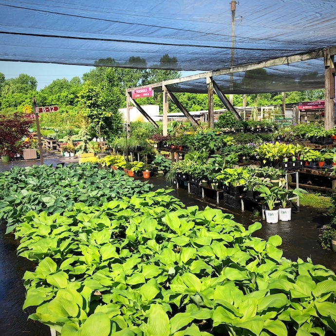 Hosta La Vista