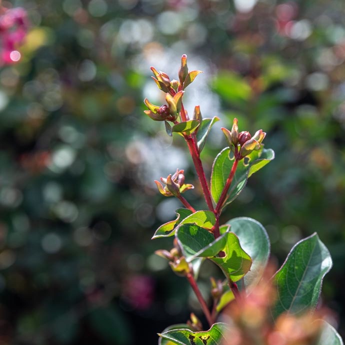 Bates Nursery and Garden Center Named Best Nursery and Garden Center in Nashville
