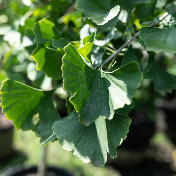 Ginkgo Trees Bates Nursery and Garden Center Nashville, TN Bates