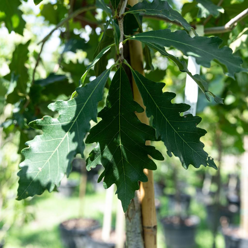 2 Caliper Quercus Bicolor Swamp White Oak Bates Nursery And