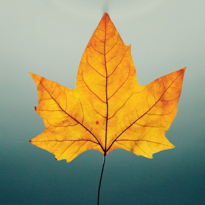 Plant for Fall Color in Nashville