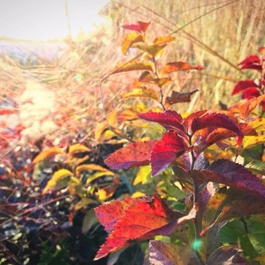 Spiraea Fall Color