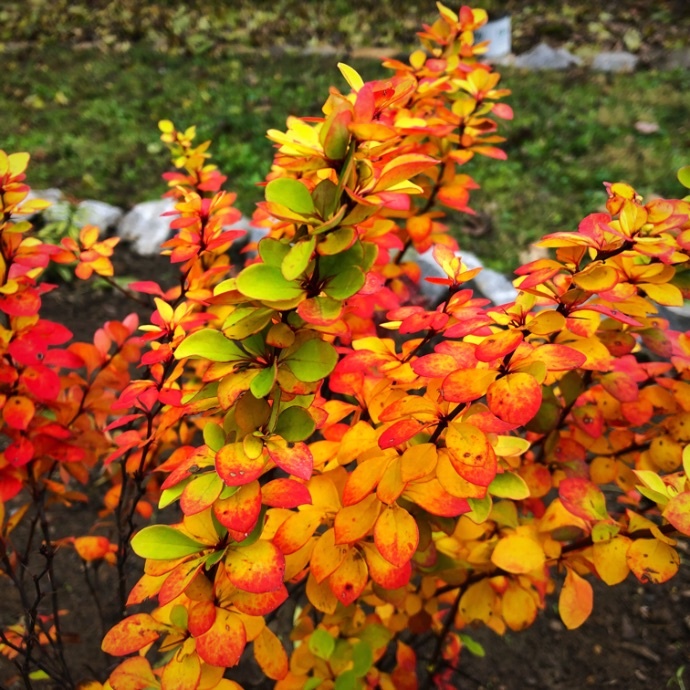 Berberis Barberry Fall Color