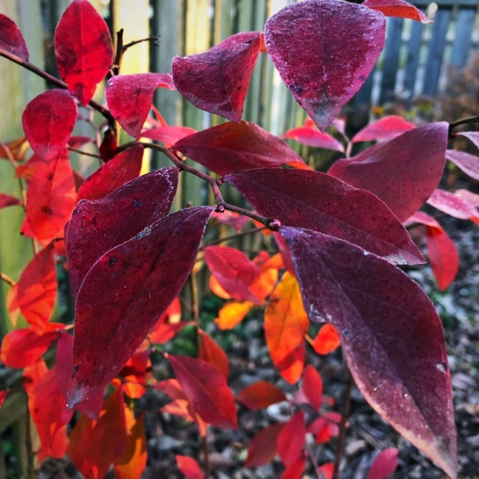 Vaccinium Blueberry fall color