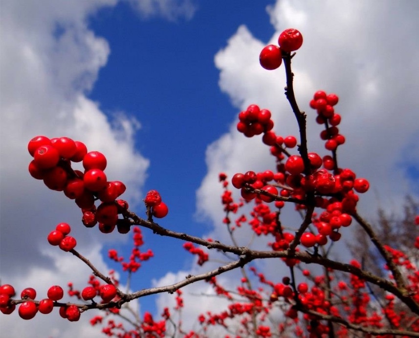 Ilex Holly fall berries