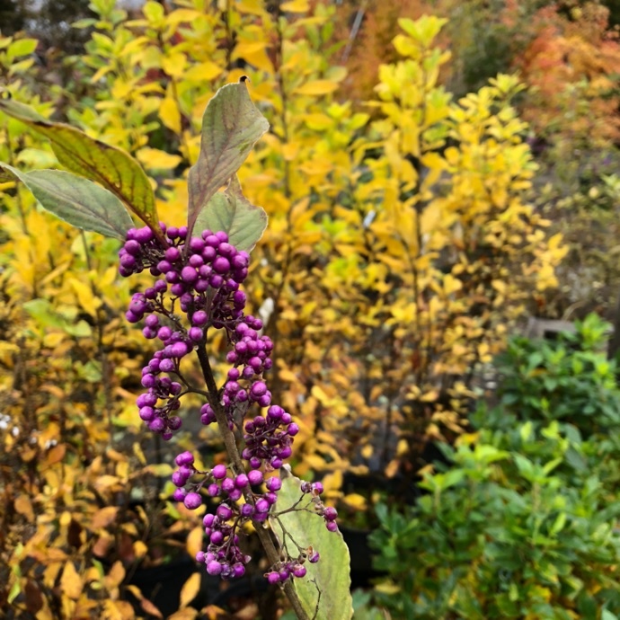 Callicarpa Americana Beautyberry Fall foliage and berries