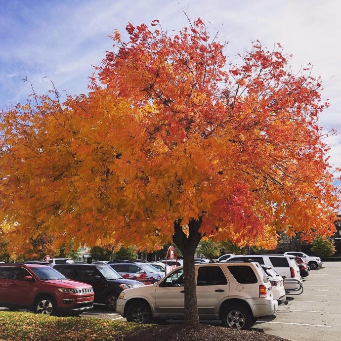 Pistacia chinensis Chinese Pistache fall color