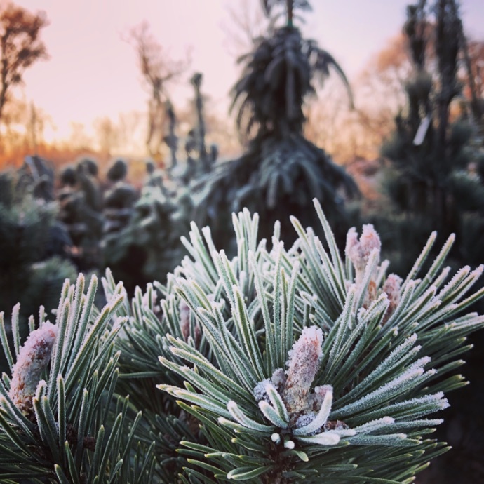 Nashville Pine Tree