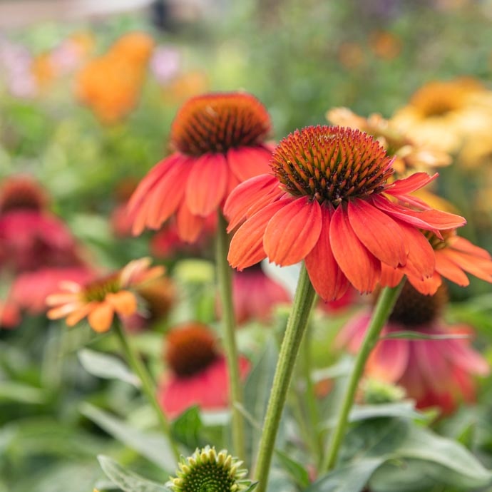 Echinacea Coneflower Fall Bloom