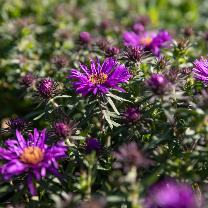 Aster fall bloom