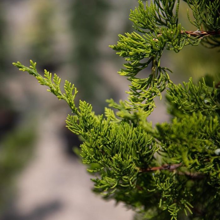 juniper furlong juniper furlong