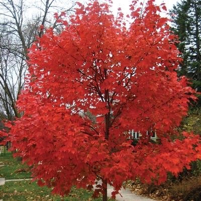 How to Plant A Tree or Shrub
