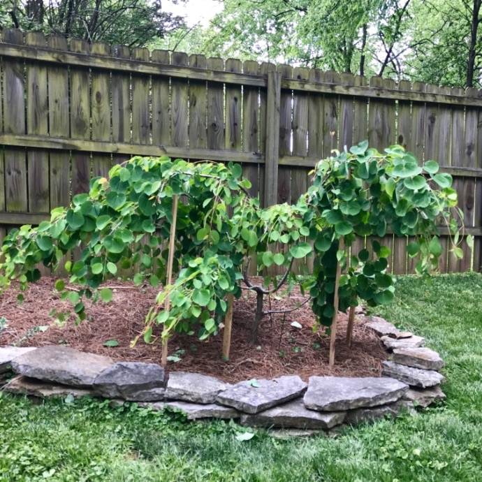 How to Plant a Tree Bates Nursery