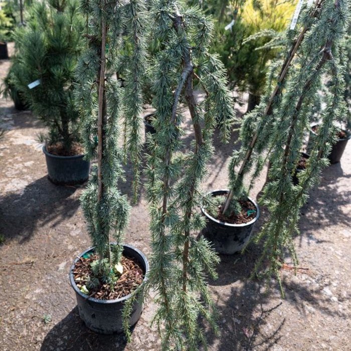 Spruce (Picea) - Bates Nursery & Garden Center