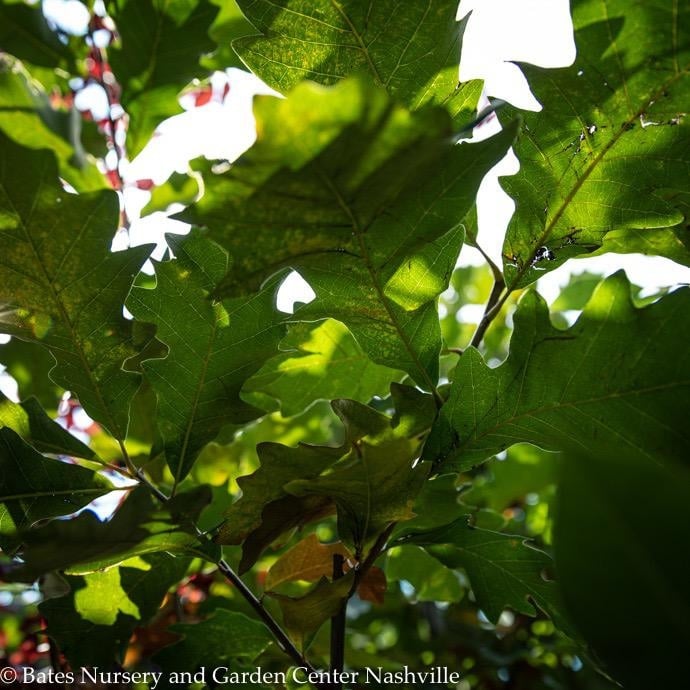 25 Quercus Bicolor Swamp White Oak 2 Caliper Bates Nursery And