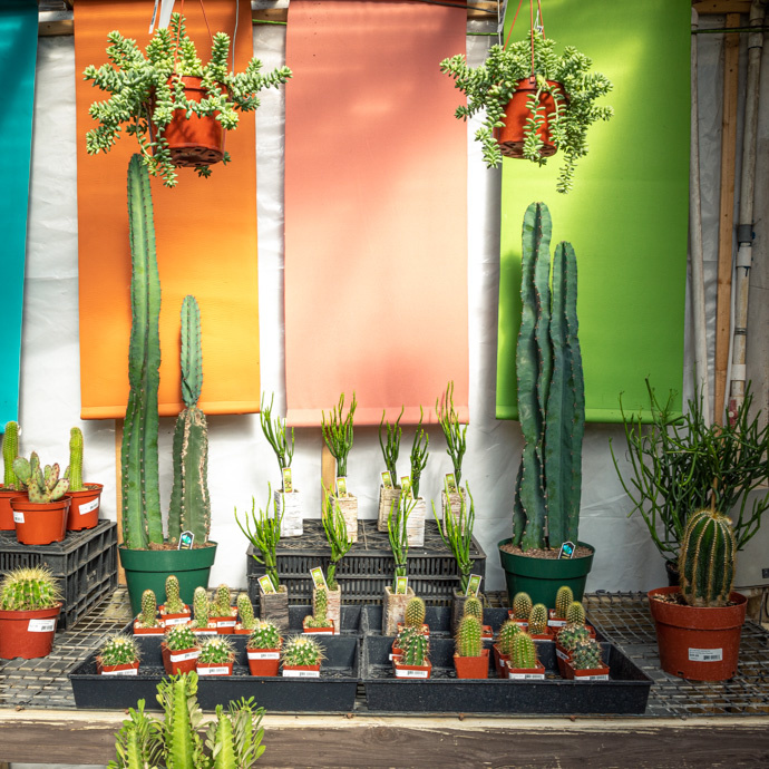 How Much Light Does My Houseplant Need?