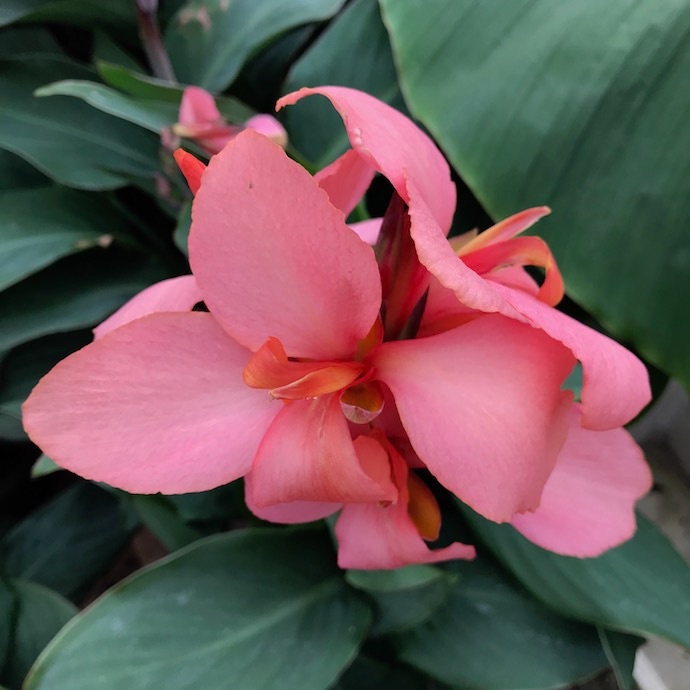 How to Over-Winter Your Tropical Plants