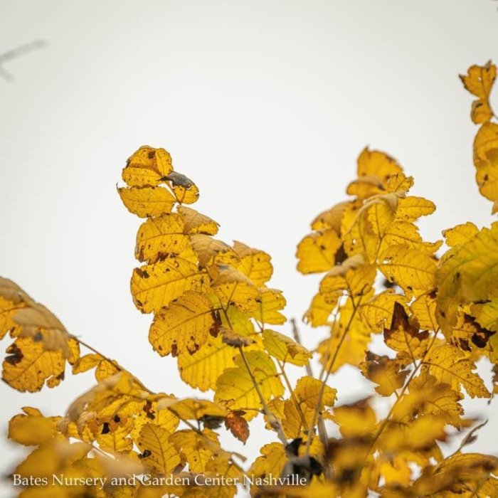 Miscellaneous Flowering Trees Bates Nursery and Garden Center Nashville, TN Bates Nursery