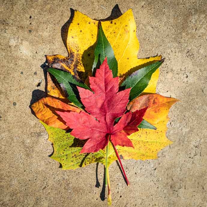 Fall is Love